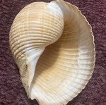 Large shell used, decorative, 15 centimeters