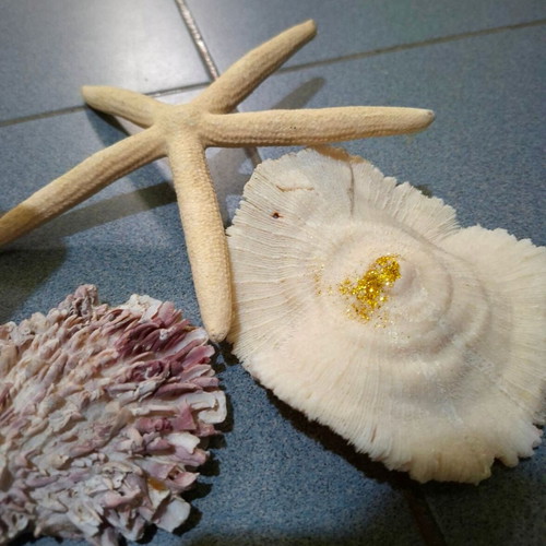 Large collection pack of natural seashells with box