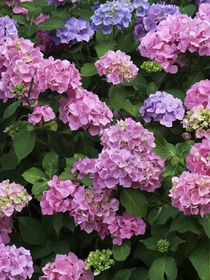 Hydrangea flower seeds, multicolor mix, pack of 25