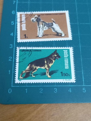 Ρουμανία 1981 γραμματόσημα Dog show Canina καινούργια