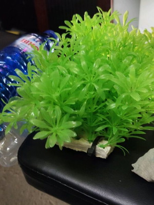 Plastic aquarium plants used