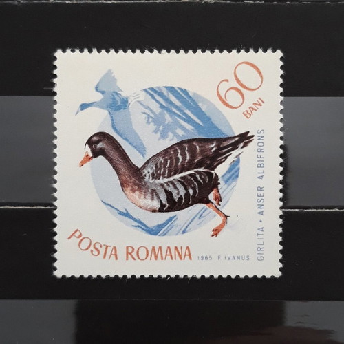 Γραμματόσημο Romania 1965 Birds Albifrons καινούργιο