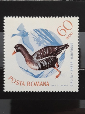 Γραμματόσημο Romania 1965 Birds Albifrons καινούργιο