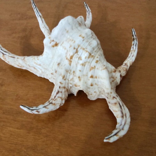 Natural seashells like new, large spider shell and smaller one
