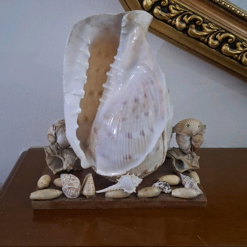 Decorative seashell composition used, wooden base