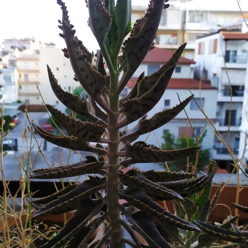 Cactus plant like new, 15 cm, cold resistant