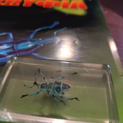Real Bugs Issue 9 used
