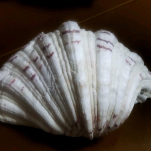 3 Large shells. (1) basil. AUTHENTIC