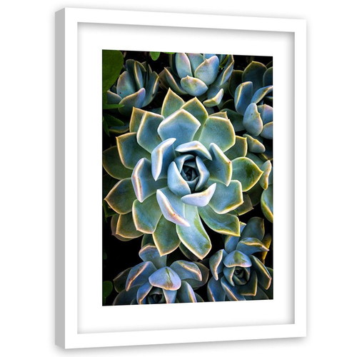 Cactus poster in white wooden frame 40×50 cm new