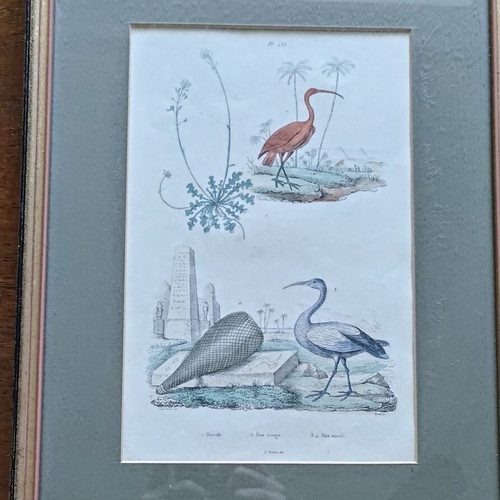 Set of 3 vintage bird engravings, 2 framed