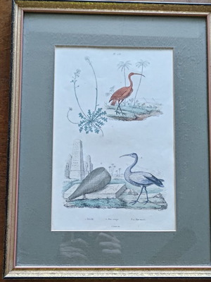 Set of 3 vintage bird engravings, 2 framed