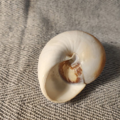 Moon Snail sea shell used, 7cm diameter