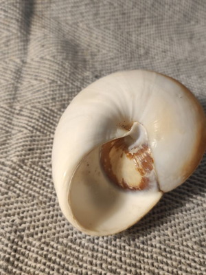 Moon Snail sea shell used, 7cm diameter
