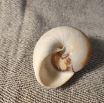 Moon Snail sea shell used, 7cm diameter