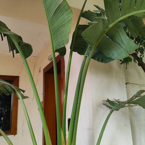 Strelitzia Nicolai plant like new, over 2 meters with pot and metal stand