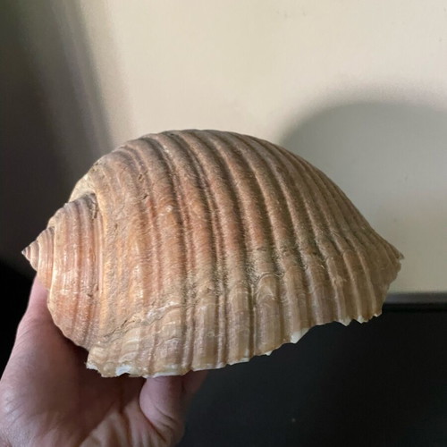 Sea shell Bouhona used, medium size Tonna Galea