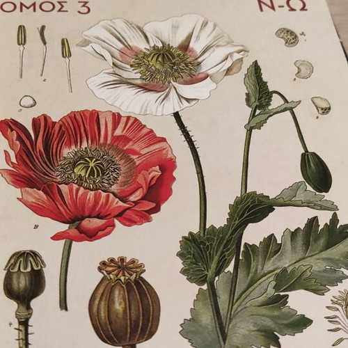 Botanical books like new, set of 2 encyclopedias