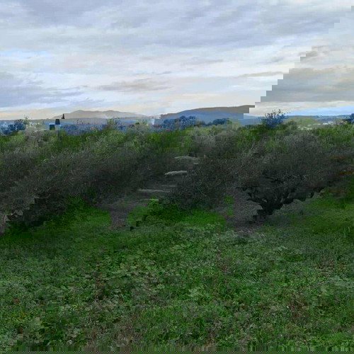 Olive grove 2.5 acres with 55 olive trees in Messinia, Romanos