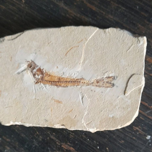Fish fossils used, set of 2 pieces
