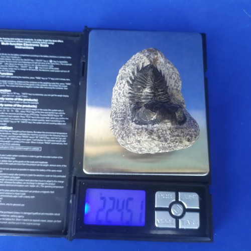 Trilobite display models set of 3, synthetic material, Moroccan