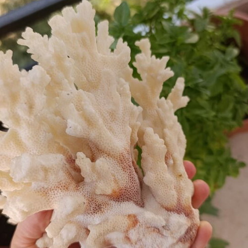 Vintage natural coral decoration 20×15 cm used, authentic