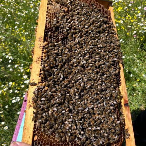 Honey new from Greek heather, flower and pine, natural