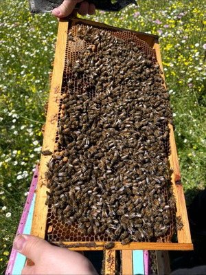 Honey new from Greek heather, flower and pine, natural
