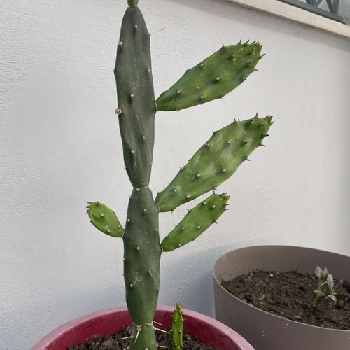 Cactus in a pot new
