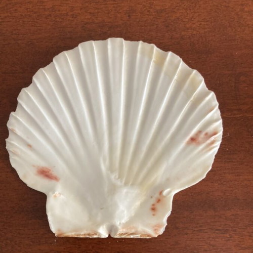 Decorative shell Pecten maximus like new, 12x11 cm