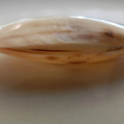 Mother of pearl shell used, lightweight, decorative
