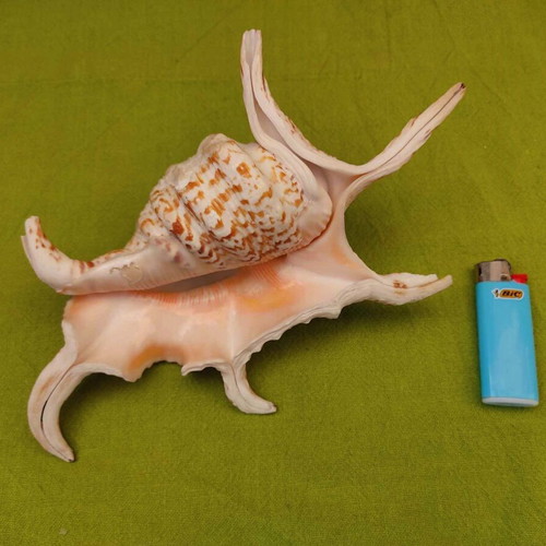 Natural spider conch shell used, 21cm
