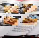  Achilles Tendon Disorders (Διαταραχές του Αχίλλειου τένοντα)