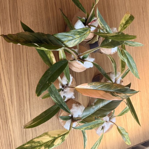 Philodendron Caramel Marble Variegata plant