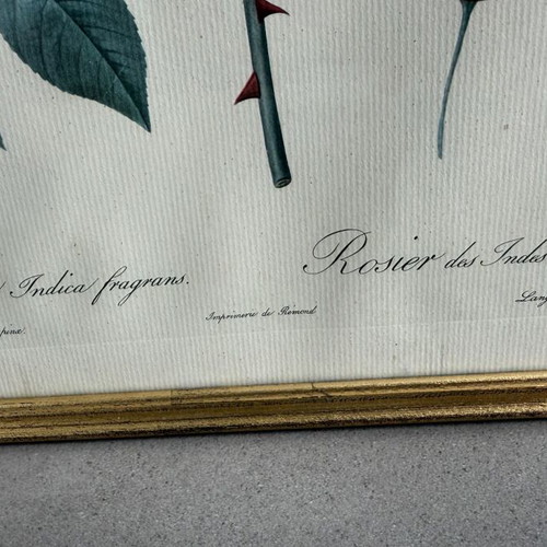 Vintage framed botanical print Rosa Indica fragrans after P.J. Redouté
