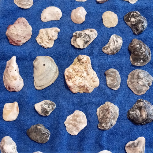 Rare shell fragments set of 30, like new, varnished for jewelry making