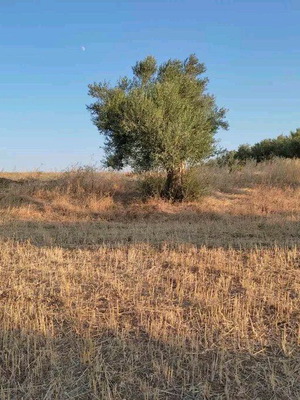 Αγροτεμάχιο Προς Πώληση (Καλοχώρι-Παντείχι)