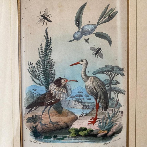 Antique 1856 Engraving like new with birds and insects