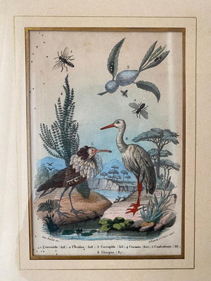 Antique 1856 Engraving like new with birds and insects