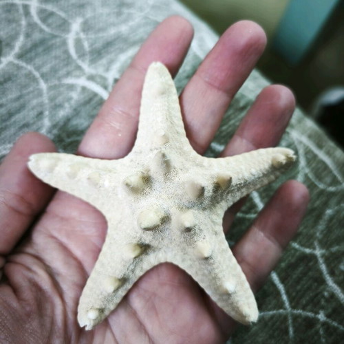 6 shells and 1 starfish all together