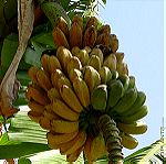  10 Σποροι Γιγαντιας Μπανανας Saba