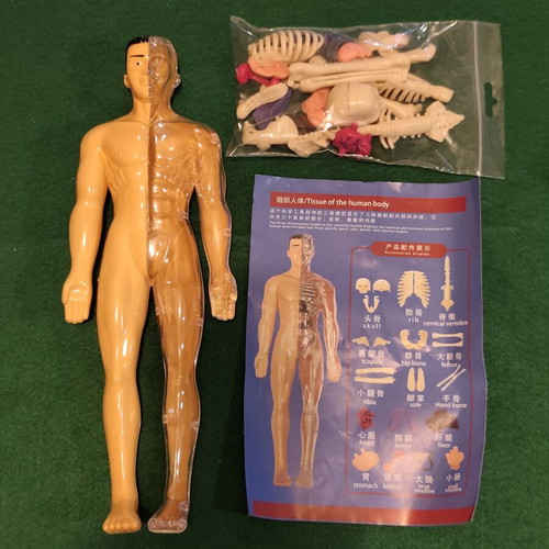 Tissue of the Human Body anatomy model STEM educational toy