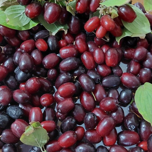 Cornelian cherries fresh from Mount Voras, superfood for liqueur making