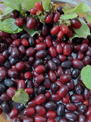 Cornelian cherries fresh from Mount Voras, superfood for liqueur making