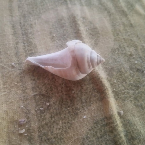 Seashells used, over 100, with seahorse and starfish