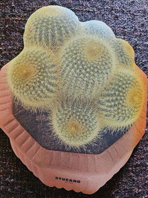 Mouse pad new with cactus design