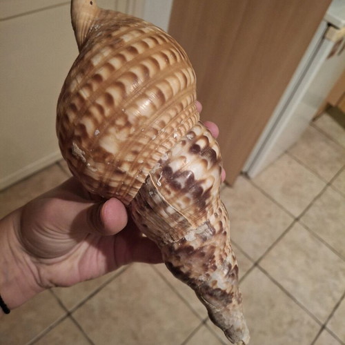 Rare sea shells like new, Bourou, Tona, Charonia