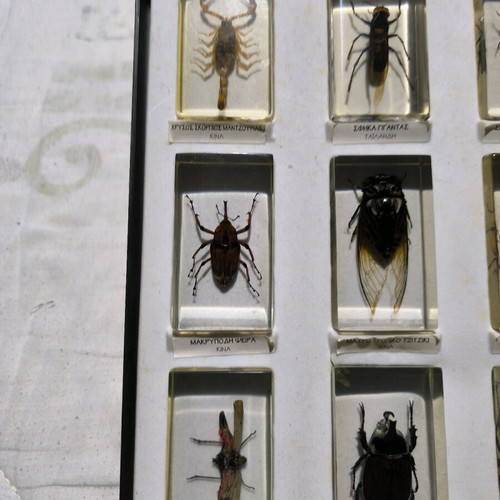 Deagostini real insects used collection, 39 pieces