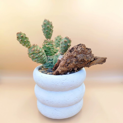 Mini desert landscape with Tephrocactus articulatus, new