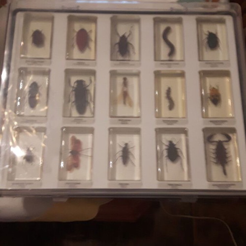 Insect collection used, 83 specimens