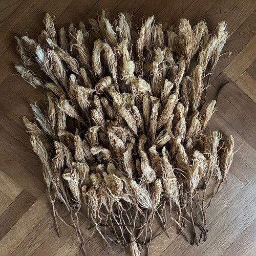 Dried cactus flowers - queen of the night, craft decoration